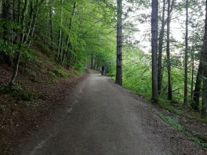 bosco-passeggiata-tana-ermellino-andalo