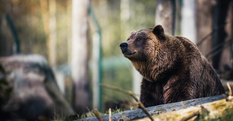 Guida-orsi-trentino